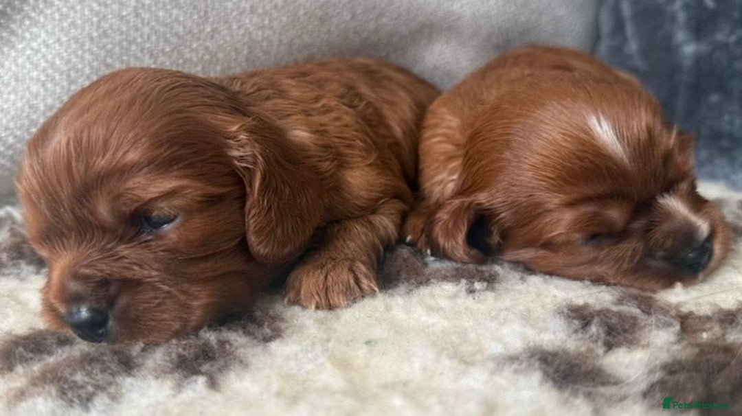 Cavalier King Charles Spaniel dogs for sale: K C registered Ruby Cavaliers - health tested  - Image 5
