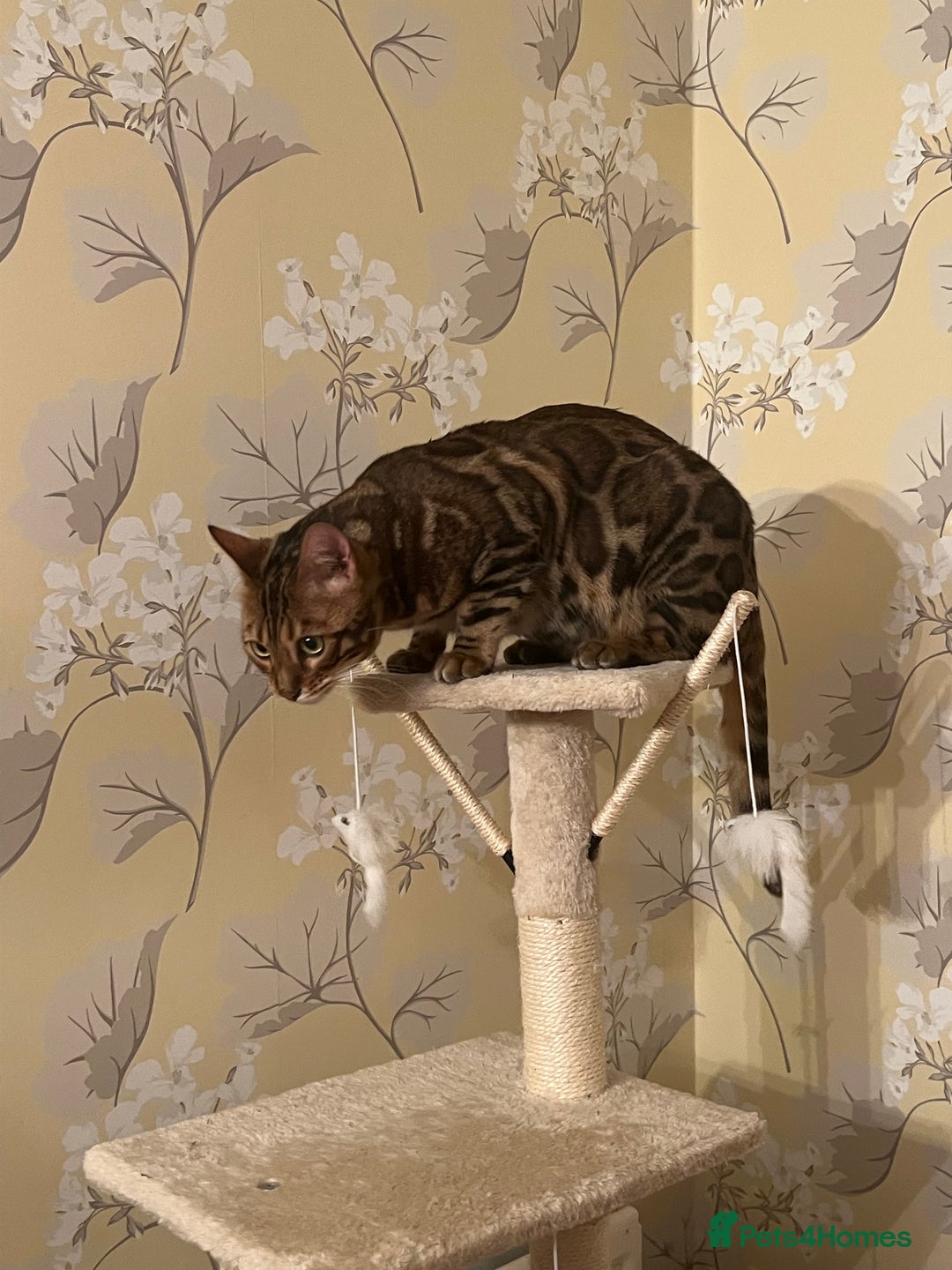 Bengal cats for sale: MUST GO TOGETHER  - Advert 13
