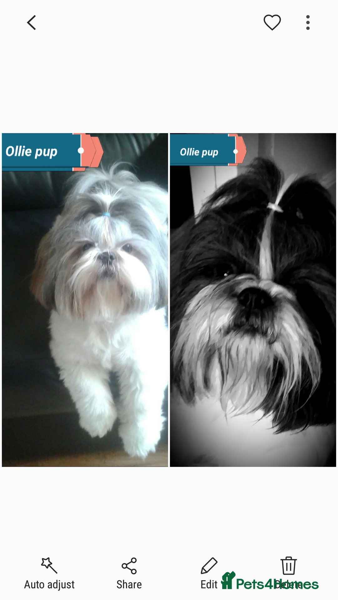 Shih Tzu dogs for stud: Stud dog in Bridgend - Advert 8