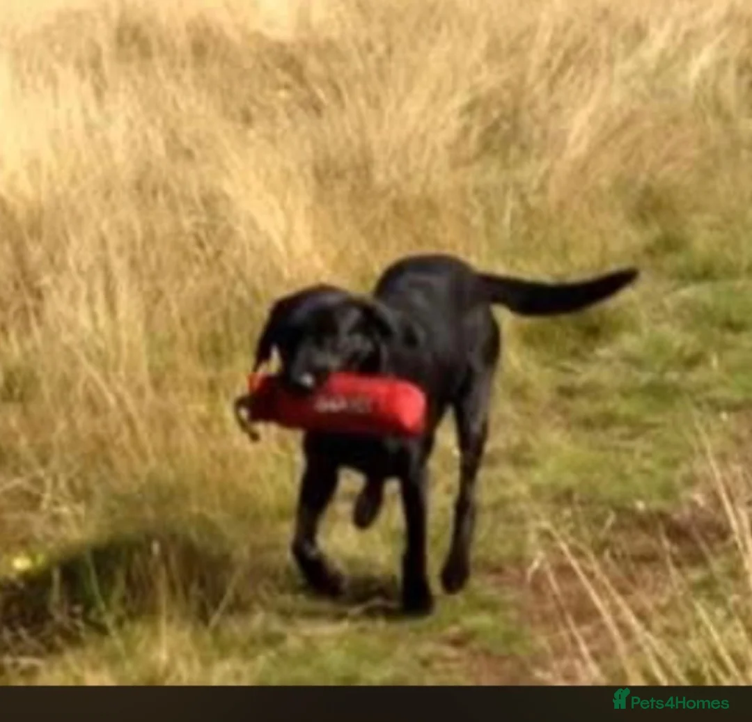 Labrador Retriever dogs for sale: Male Labrador Retriever 7 months old - Advert 9