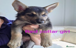 Mixed Breed dogs for sale: Ready to leave 3/8/25  in Great Yarmouth - Image 9