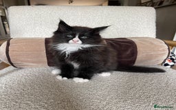 Maine Coon cats for sale: Mainecoons  - Image 6