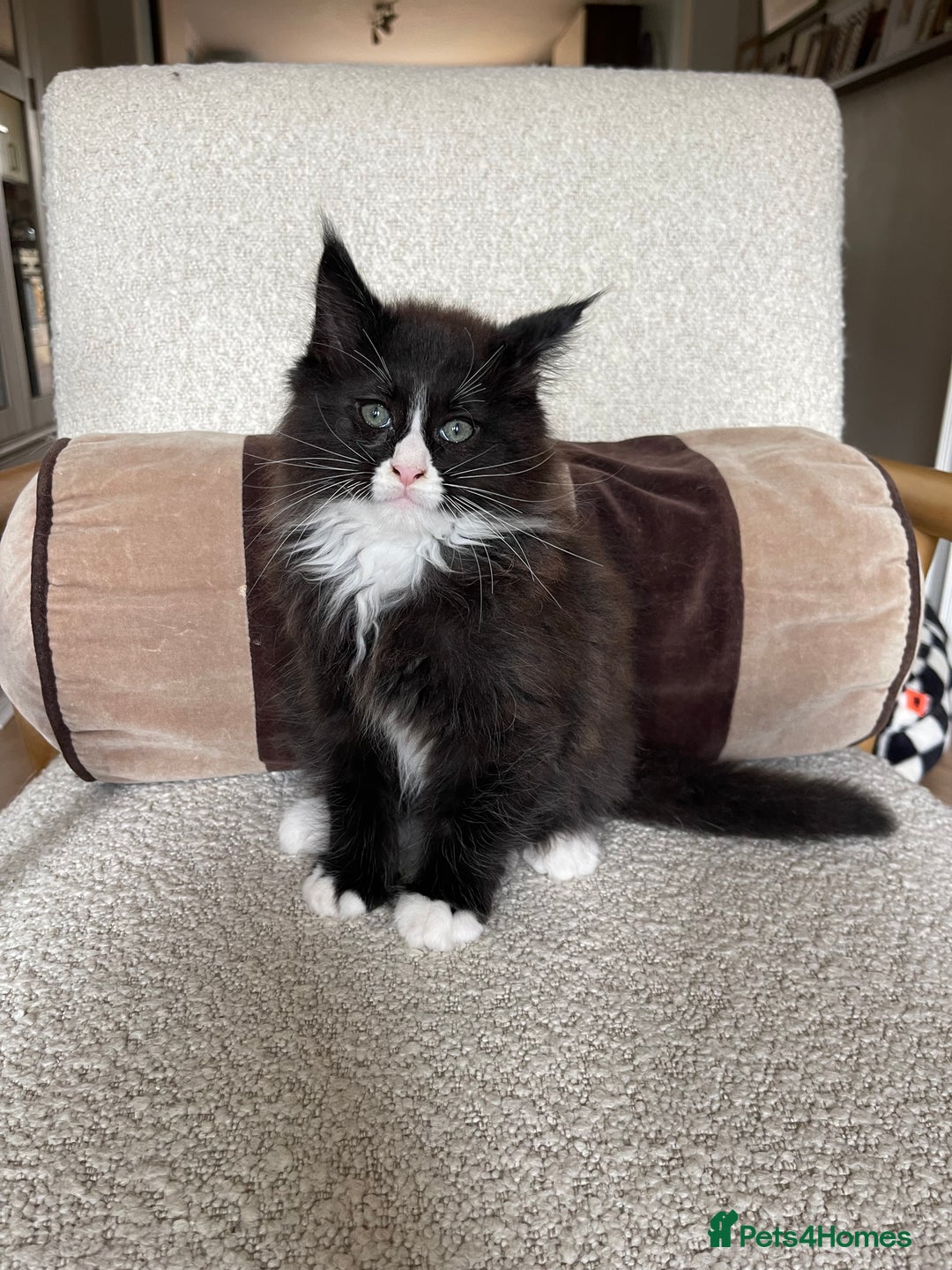 Maine Coon cats for sale: Mainecoons  - Image 6