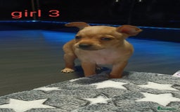 Miniature Pinscher dogs for sale: Miniature Pinscher puppies  - Image 3