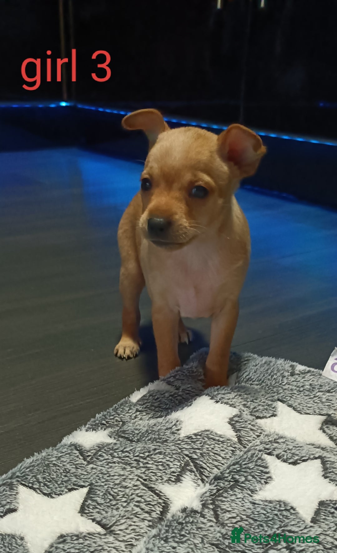 Miniature Pinscher dogs for sale: Miniature Pinscher puppies  - Image 3