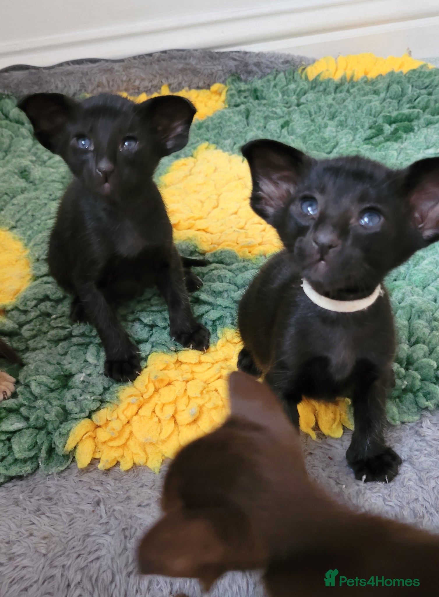 Oriental cats for sale: Modern type Oriental kittens  - Advert 19