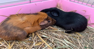 Guinea Pig rodents - Advert 8