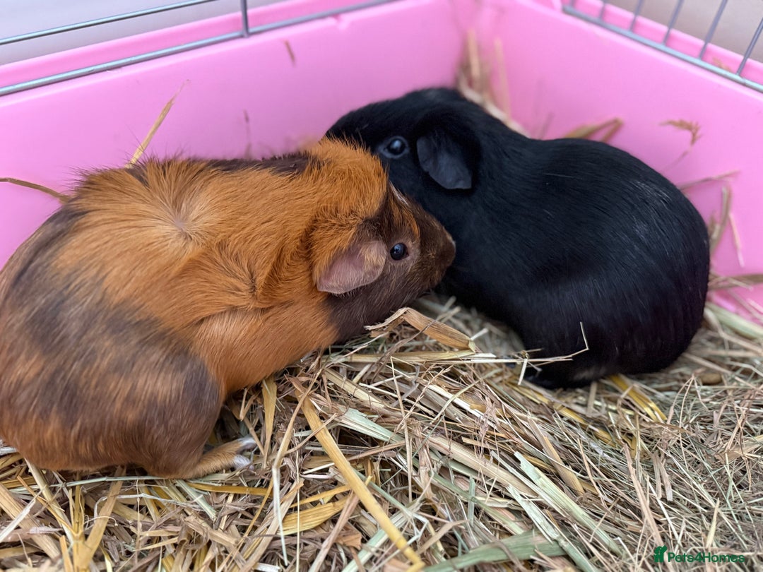 Guinea Pig rodents for sale: Bear & Shadow Guinea Pig Brothers - Image 3