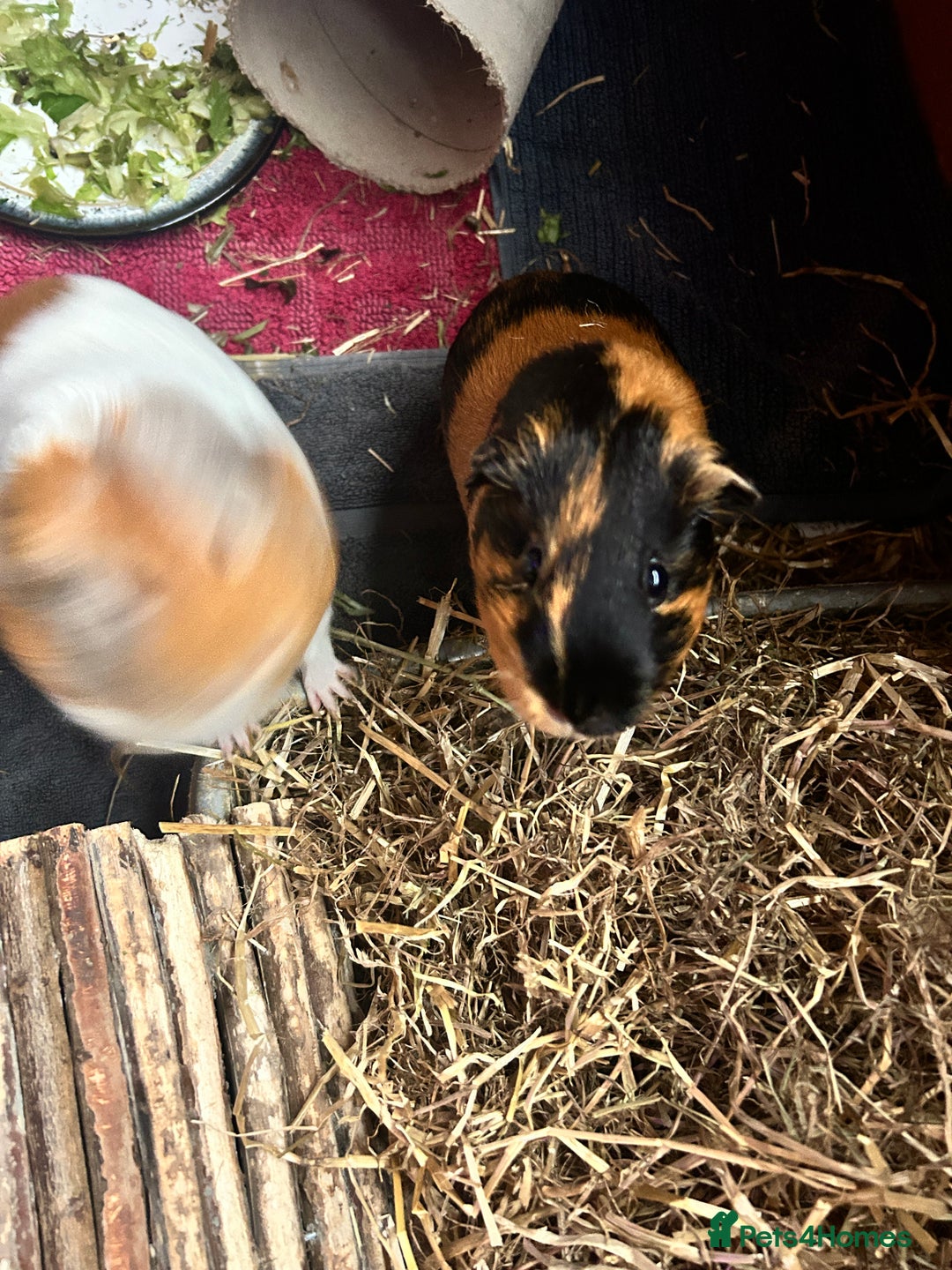 Guinea Pig rodents for sale: Bonded pair female guinea pigs  - Advert 3