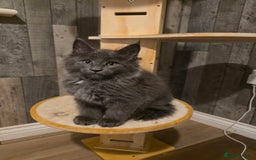 Maine Coon cats for sale: Maine Coon kittens avaliable - Image 16