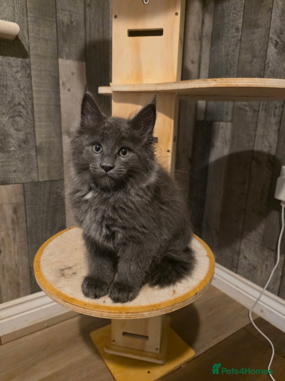 Maine Coon cats for sale: Maine Coon kittens avaliable - Image 16