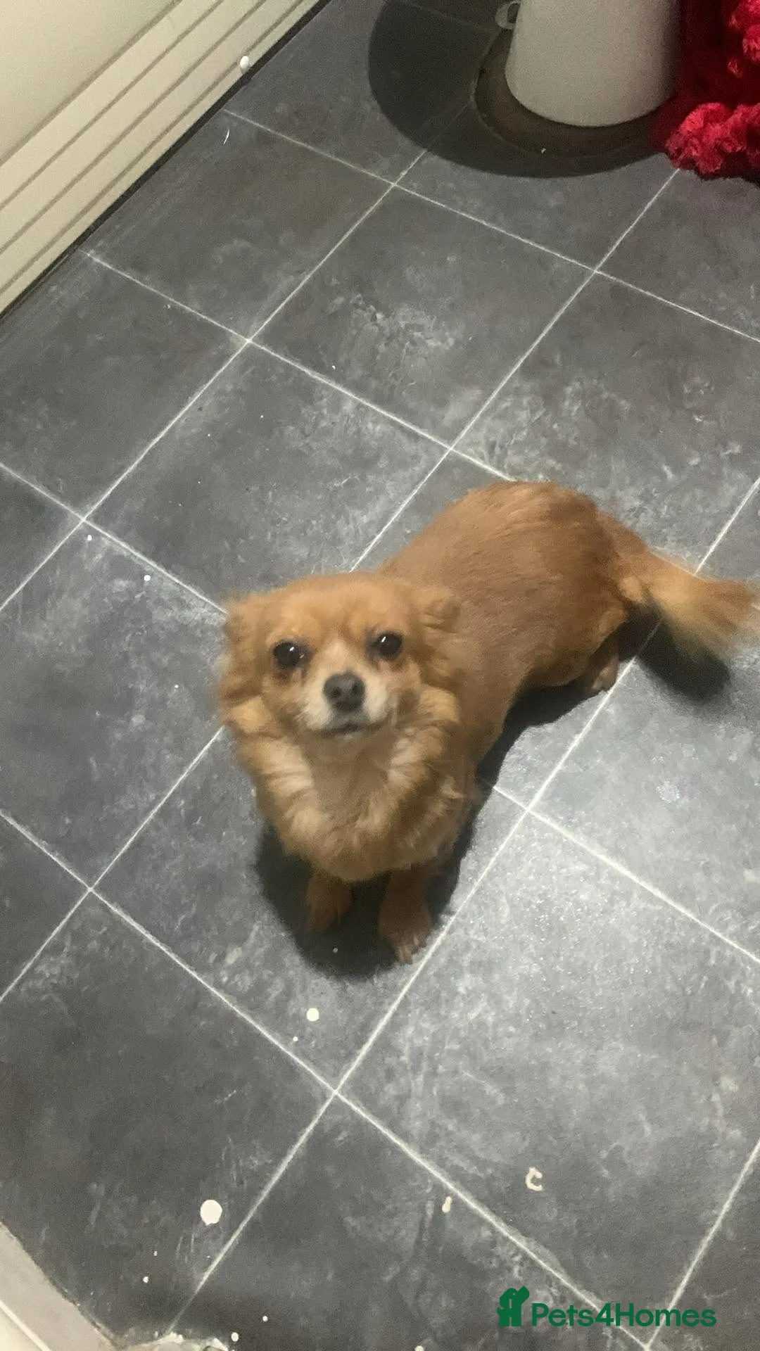 Chihuahua dogs for sale: Chihuahuas  - Advert 1