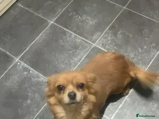 Chihuahua dogs Chihuahuas - Advert 2