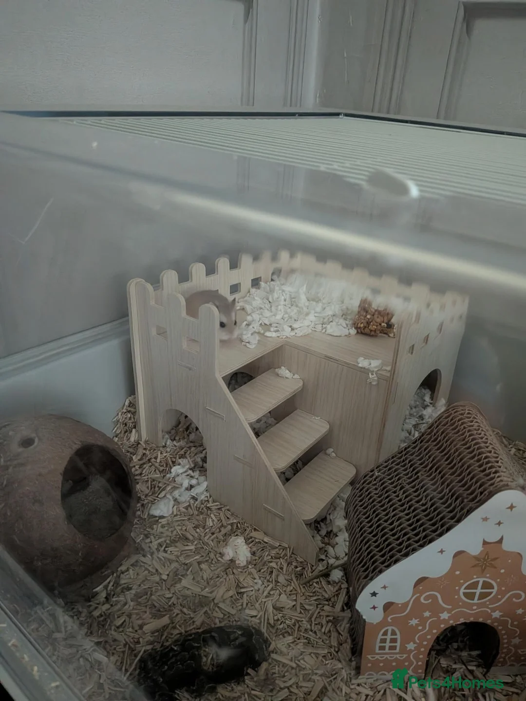 Hamster rodents for sale: Dwarf hamster - Advert 1