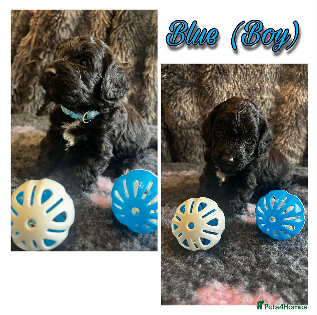 Mixed Breed dogs for sale: Cavapoochon puppies  - Image 11