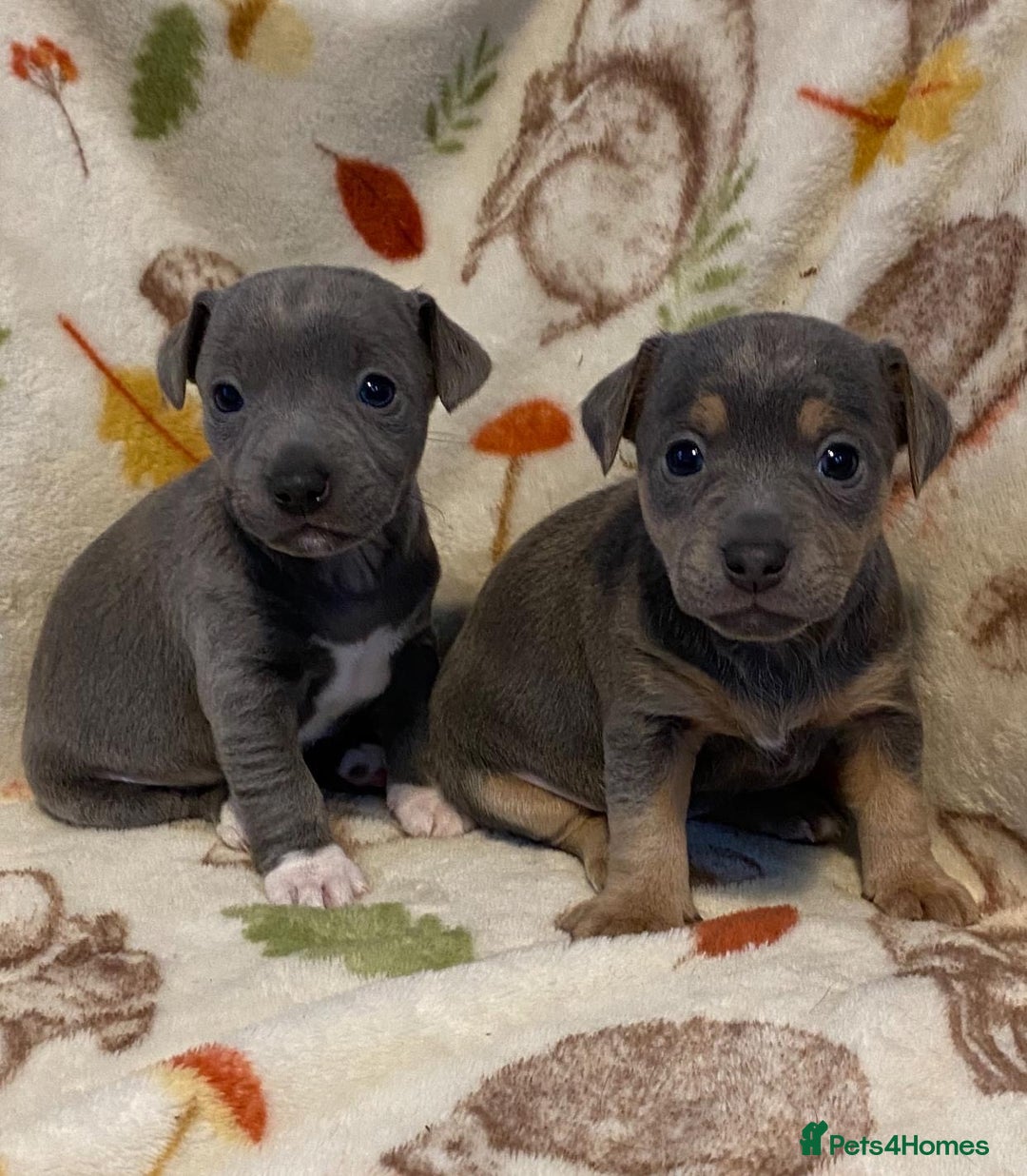 Jack Russell dogs for sale: Blue, Lilac & Tan smooth coated miniature JRT - Advert 5