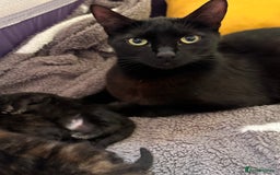 Mixed Breed cats for sale: 3 adorable mixed kittens – 2 females, 1 male - Image 7