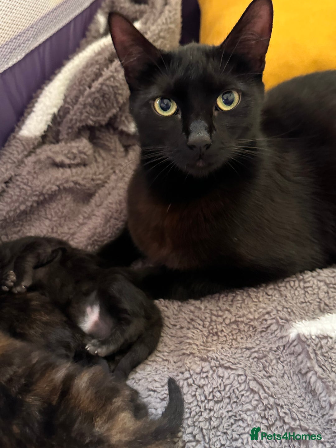 Mixed Breed cats for sale: 3 adorable mixed kittens – 2 females, 1 male - Image 7