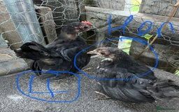 Chickens poultry for sale: Serama cockerels - Image 3