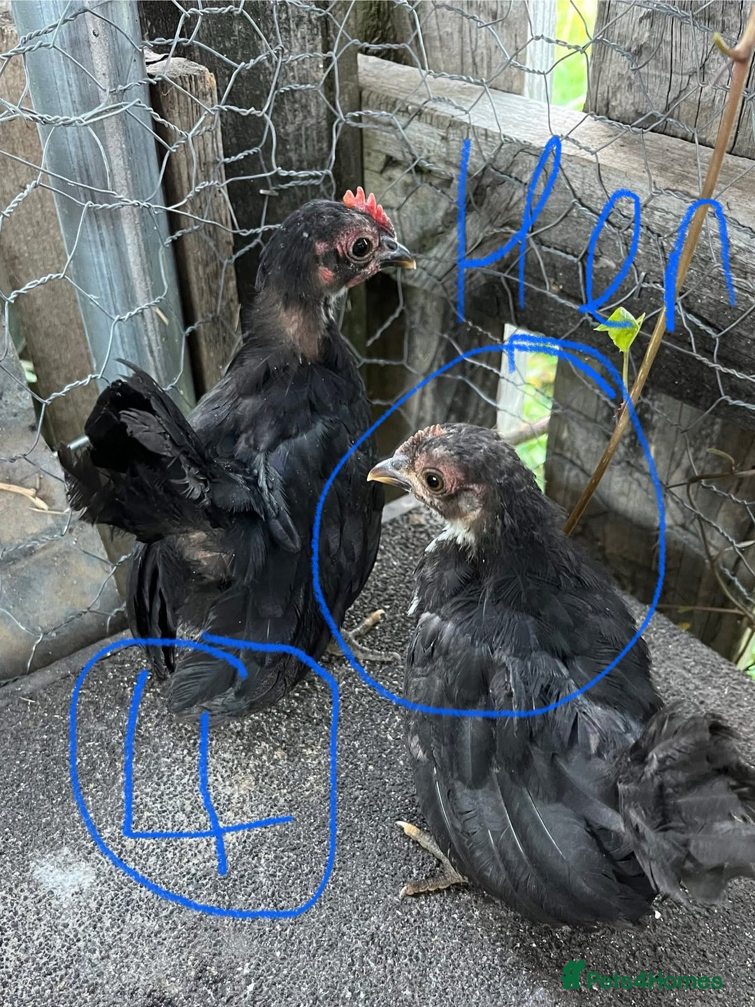 Chickens poultry for sale: Serama cockerels - Image 3