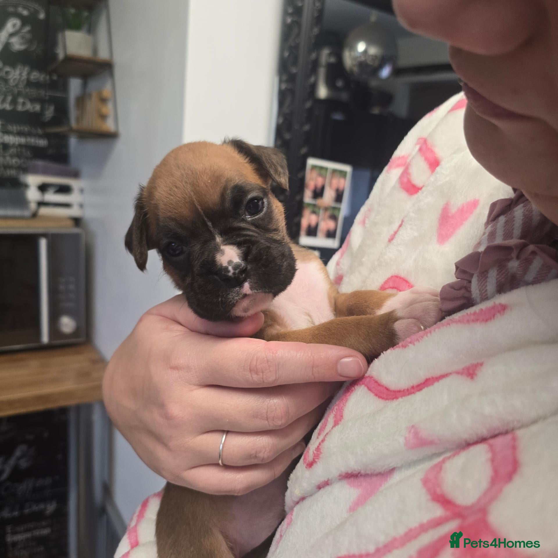 Boxer dogs BEAUTIFUL BOXER PUPPIES FOR SALE LAST 2 FEMALE  - Advert 21