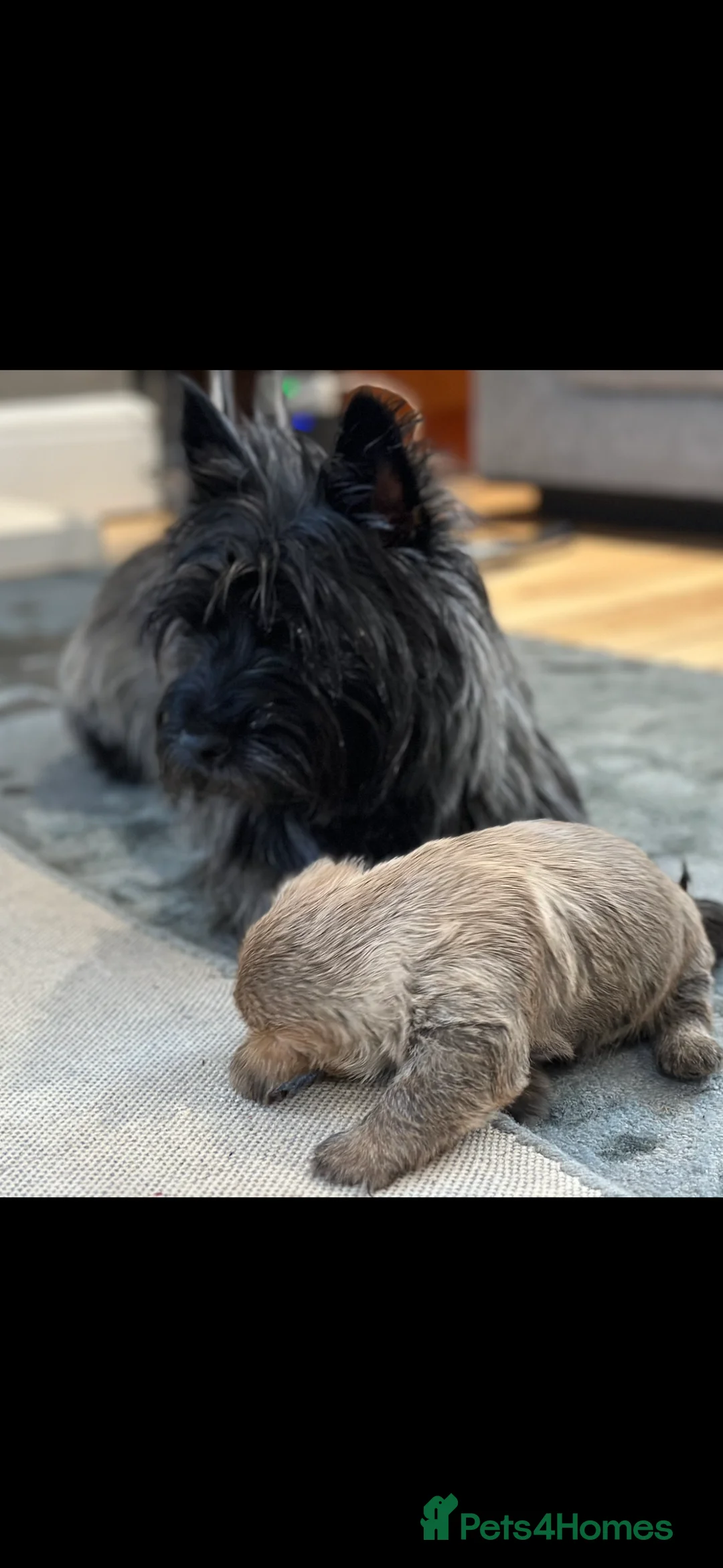 Cairn Terrier dogs for sale: Cairn terrier pups  - Advert 3