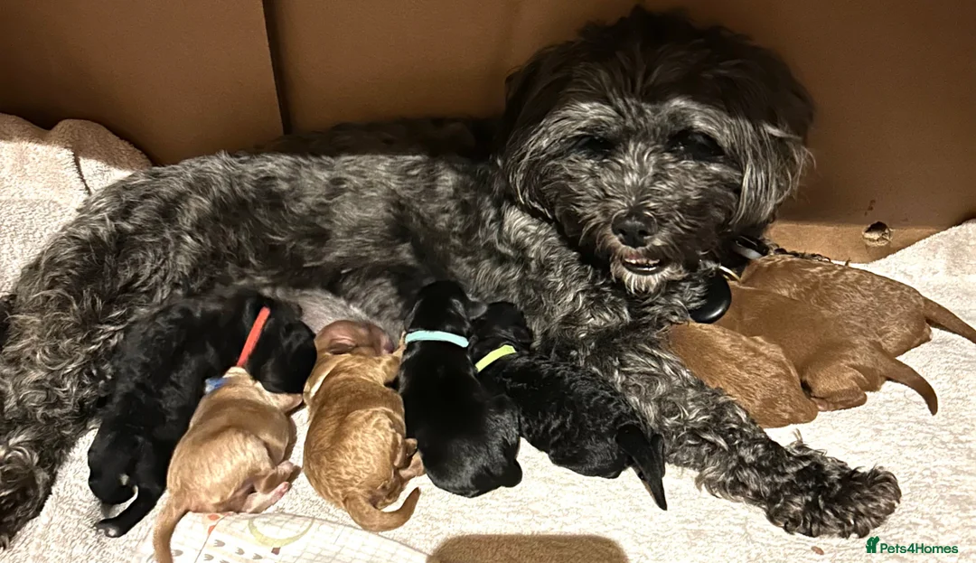 Lhasapoo dogs for sale: LHASAPOOPOO PUPPIES  - Advert 1