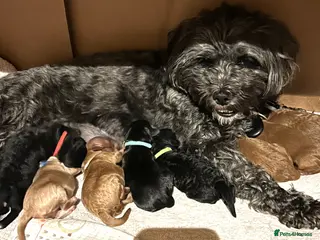 Lhasapoo dogs LHASAPOOPOO PUPPIES - Advert 1