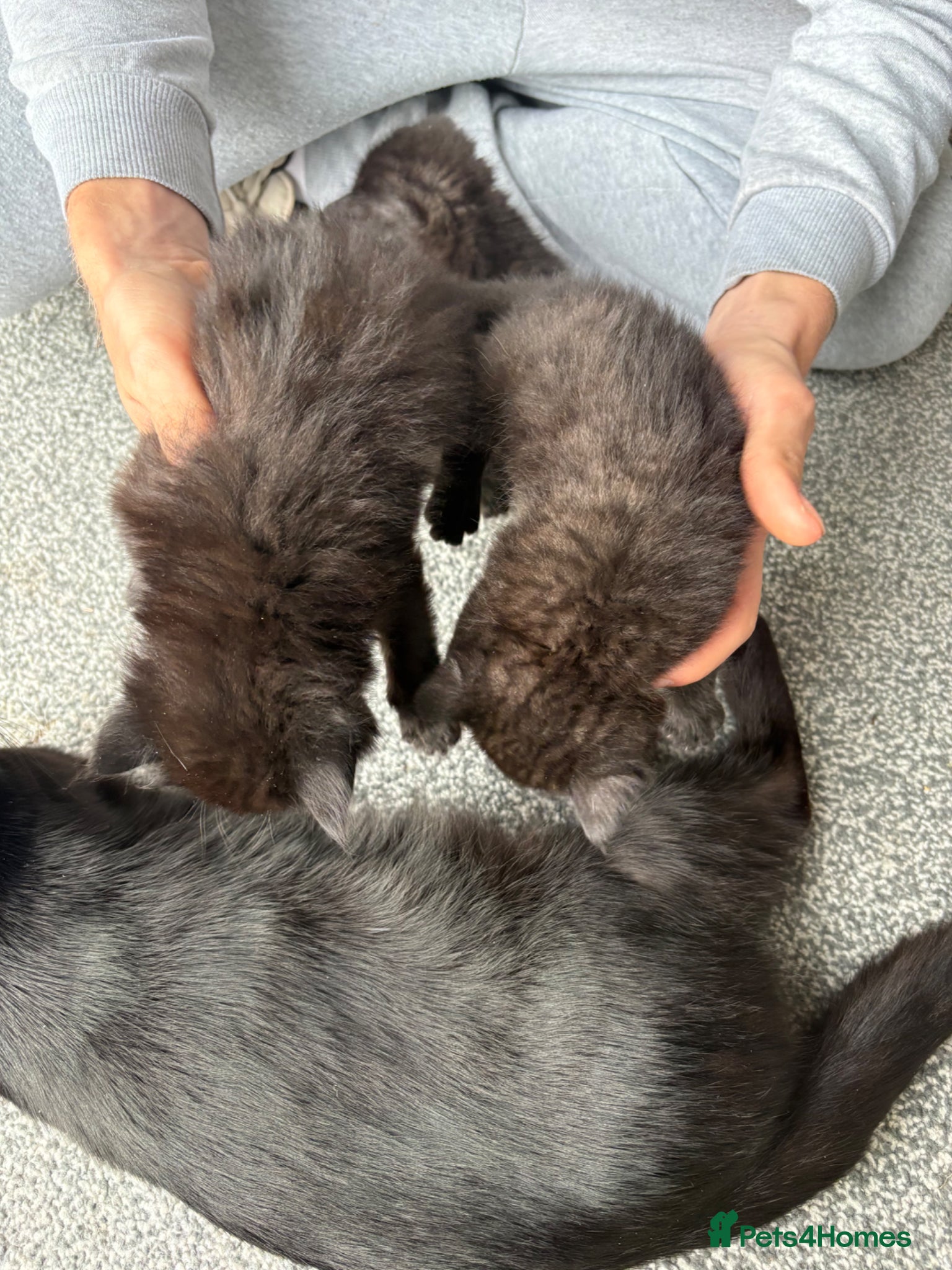 Persian cats for sale: Ash grey Persian kittens - Advert 5