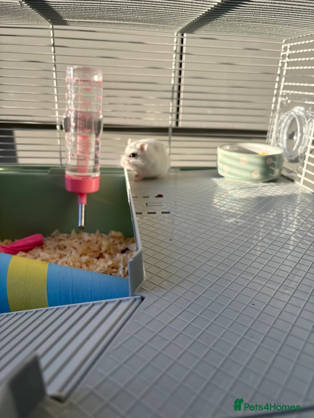 Hamster rodents for sale: Hamster Bean - Advert 13