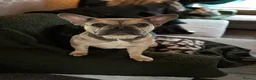 French Bulldog dogs for sale: Rehome- French bulldogs mum and daughter  - Advert 7