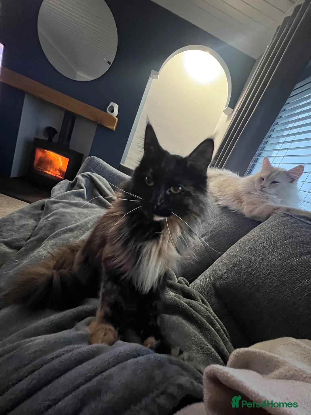 Maine Coon cats for sale: Maine Coon X’s - Advert 16