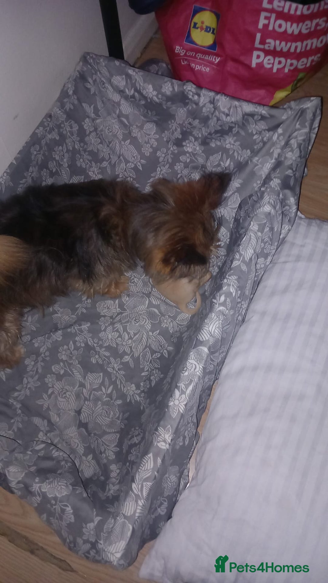 Mixed Breed dogs for sale: Female puppy - Image 8
