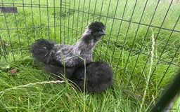 Chickens poultry for sale: Pair of breeding silkies - Image 7