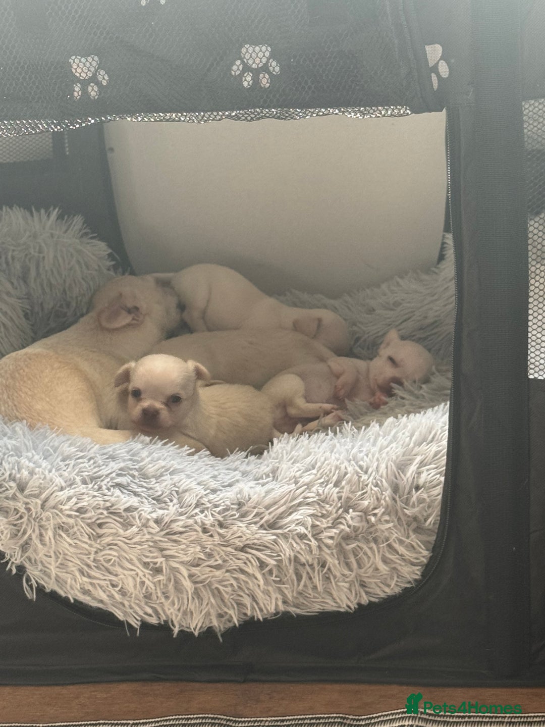 Chihuahua dogs for sale: Double chocolate platinum baby’s  - Image 23