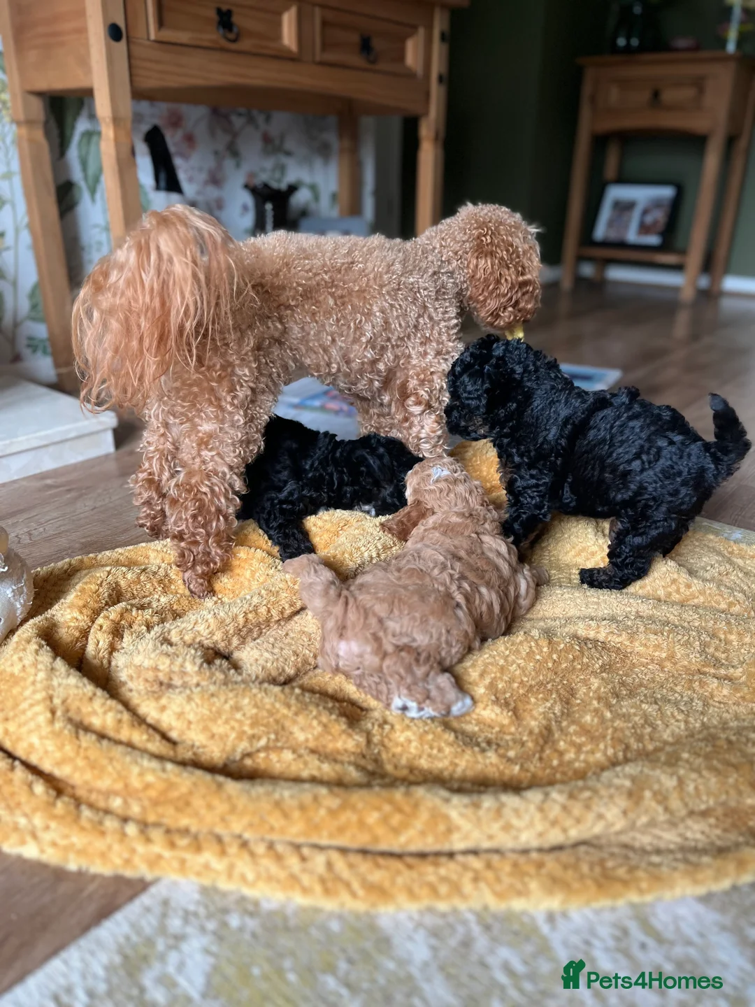Toy Poodle dogs for stud: Quinn Red & white Toy Poodle for Stud ONLY. in Northampton - Advert 5