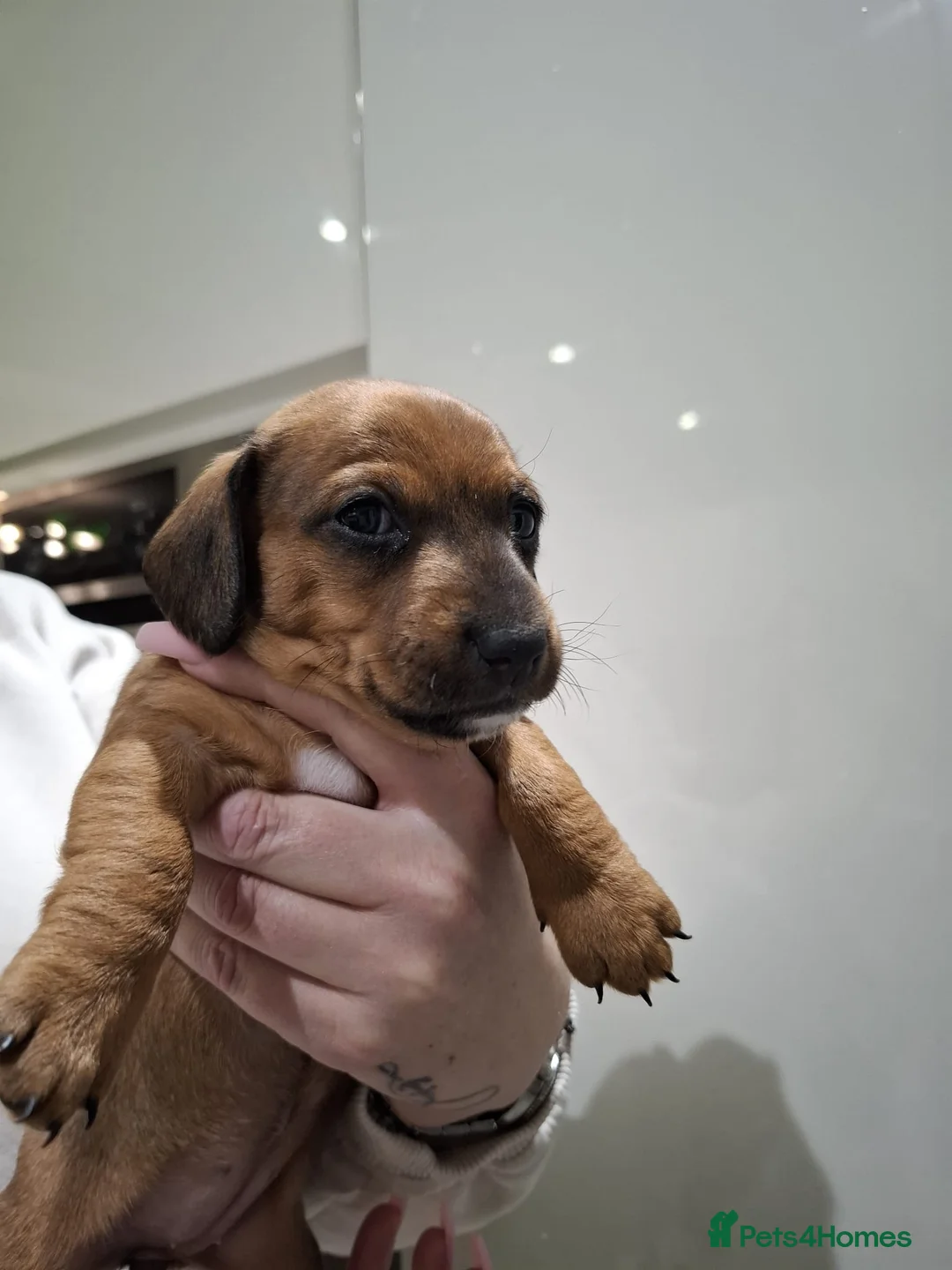 Mixed Breed dogs for sale: Daxiijack/ dachshund  in Wishaw - Advert 2