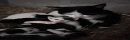 Domestic Shorthair cats for sale: Kittens - Newborn black and white - Advert 6