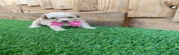 Cockapoo dogs for sale: Beautiful Cockapoo Puppies in Birmingham - Advert 16