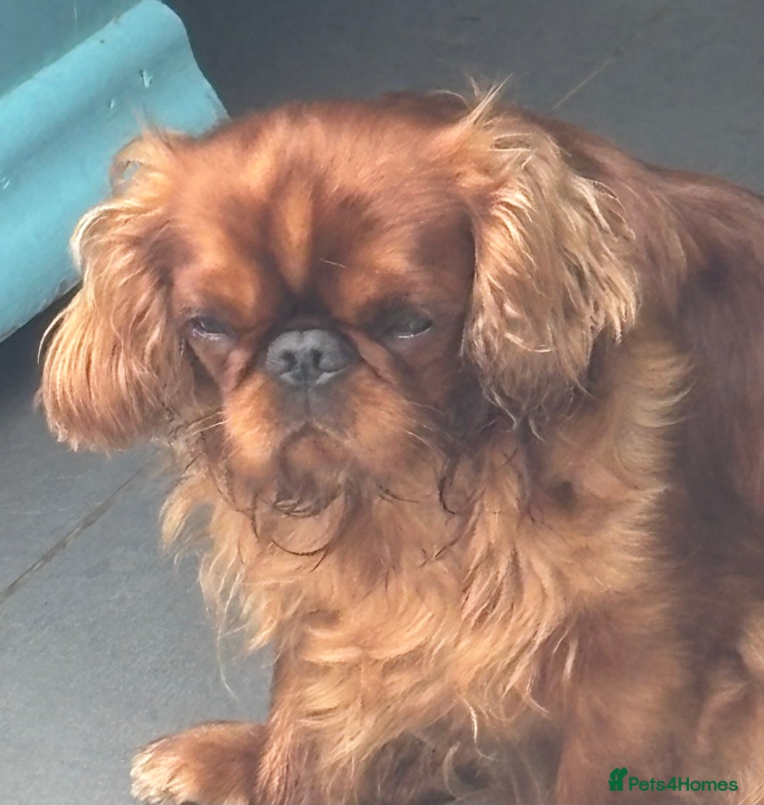 King Charles Spaniel dogs for sale: King Charles Spaniel - Image 4