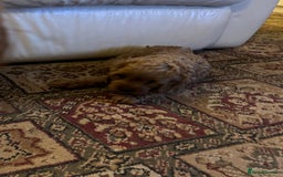 Cavapoo dogs for sale: Cute Cavapoo Male  - Image 7