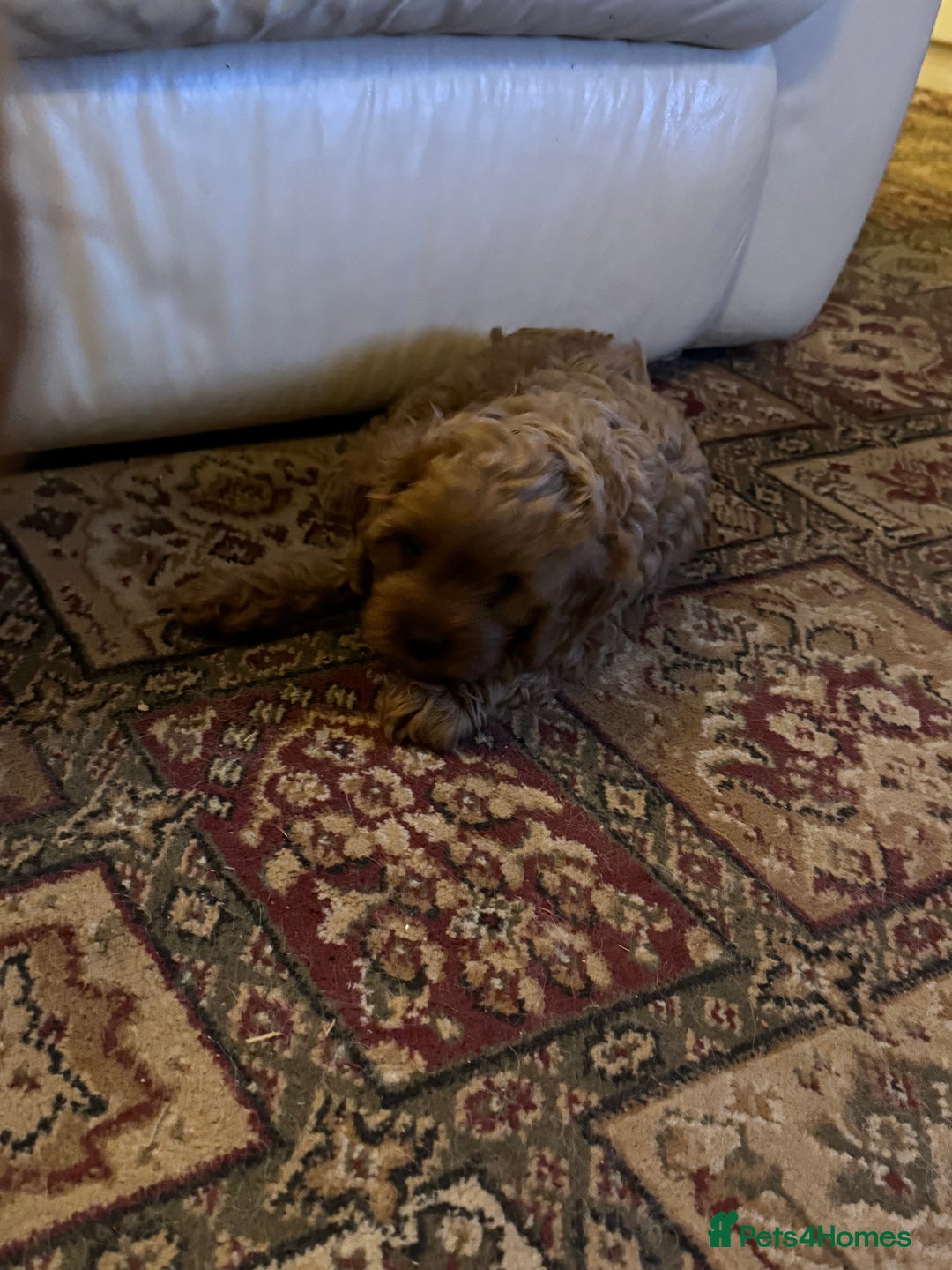 Cavapoo dogs for sale: Cute Cavapoo Male  - Image 7