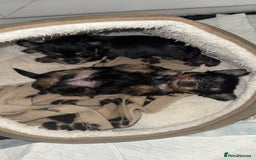 Yorkshire Terrier dogs for sale: Yorkshire Terrier Puppies  - Advert 8