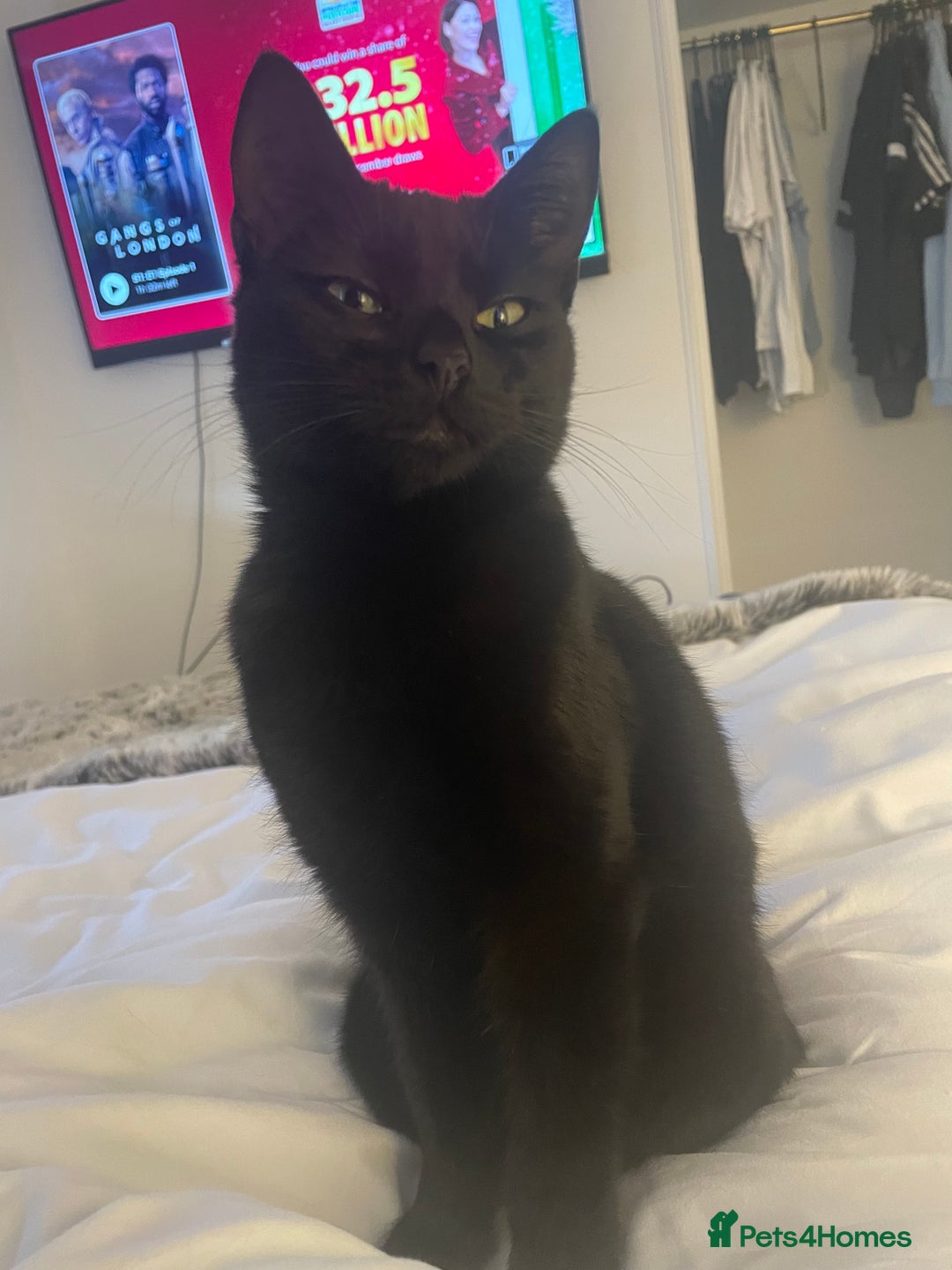 Mixed Breed cats for sale: Female black cat for sale - Advert 3