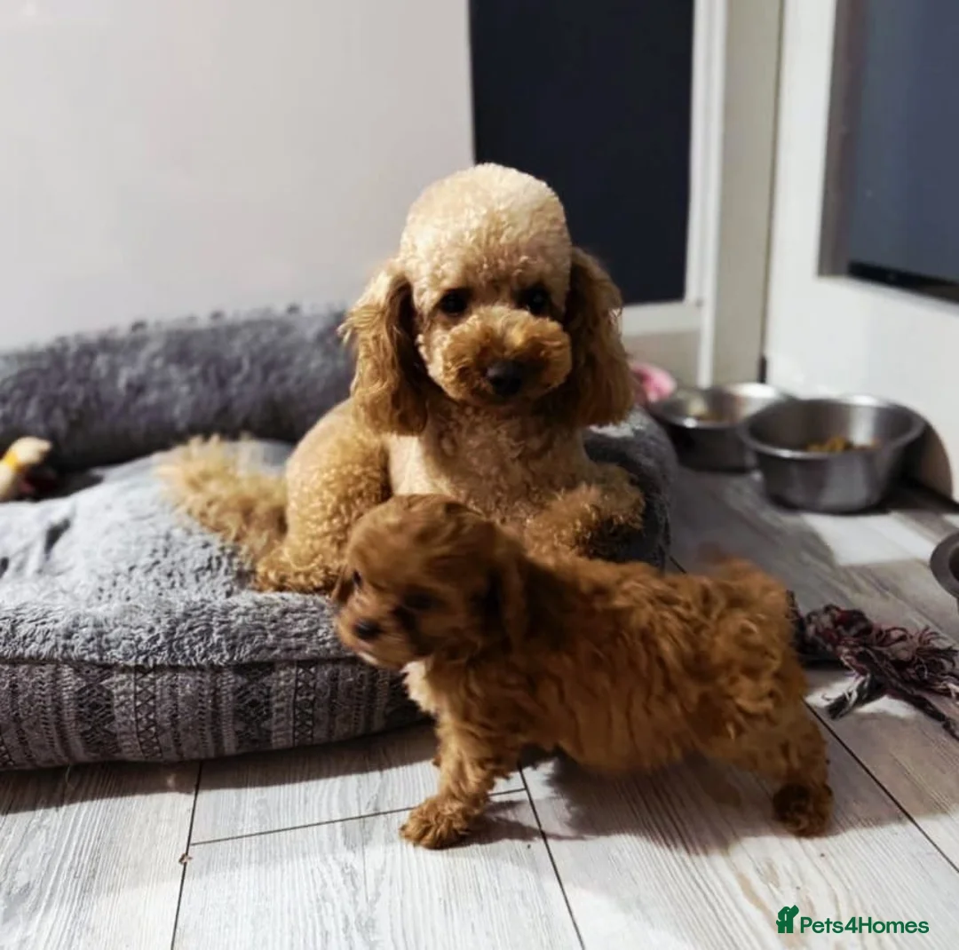 Cavapoo dogs for sale: Extensively health tested cavapoo puppies - Advert 3