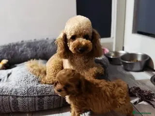 Cavapoo dogs Extensively health tested cavapoo puppies - Advert 5