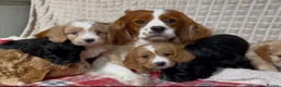 Cavapoo dogs for sale: STUNNING CAVAPOO PUPPIES  - Advert 20