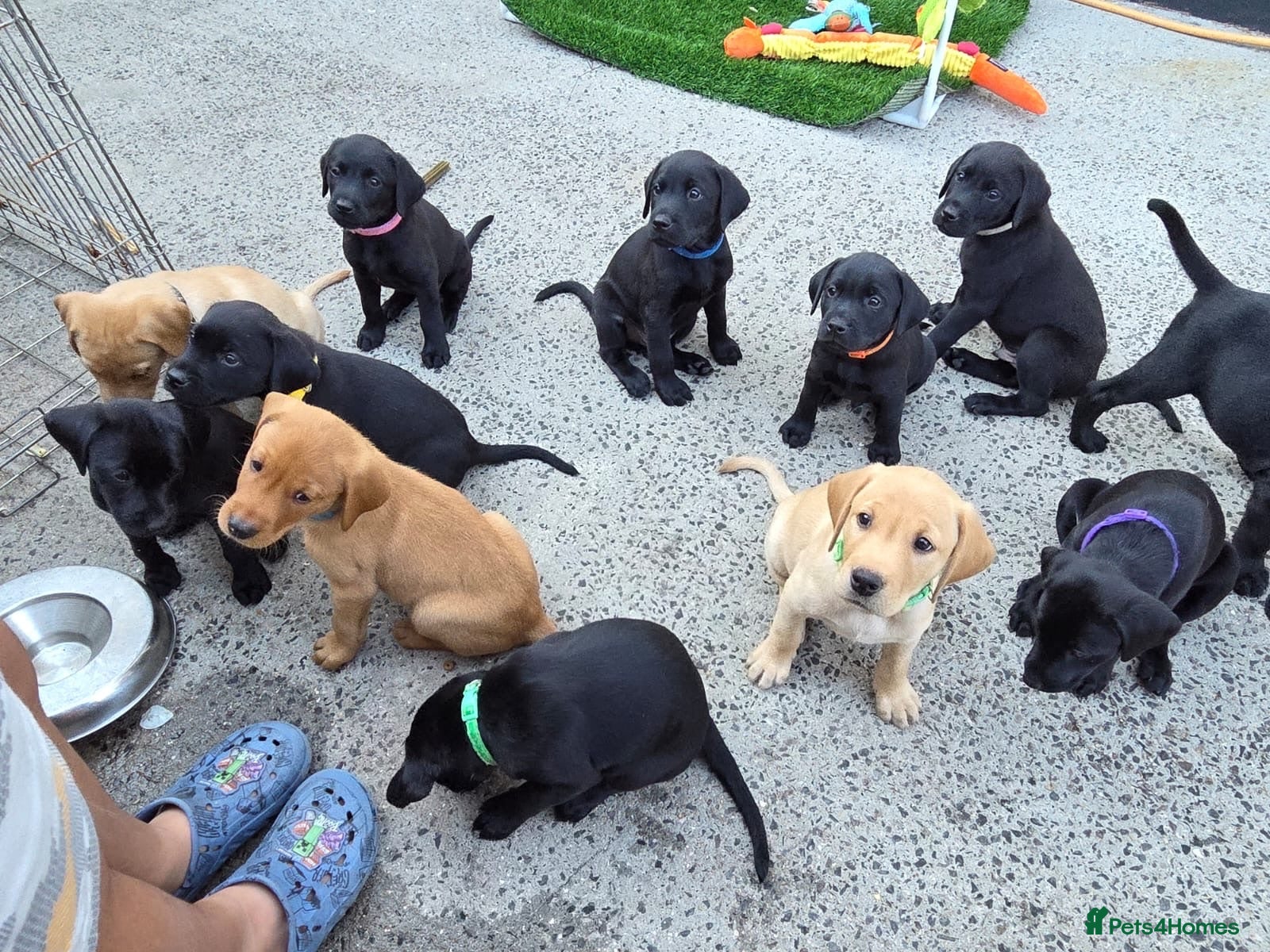 Labrador Retriever dogs Lovely Labrador puppy’s  ready to go  - Advert 2
