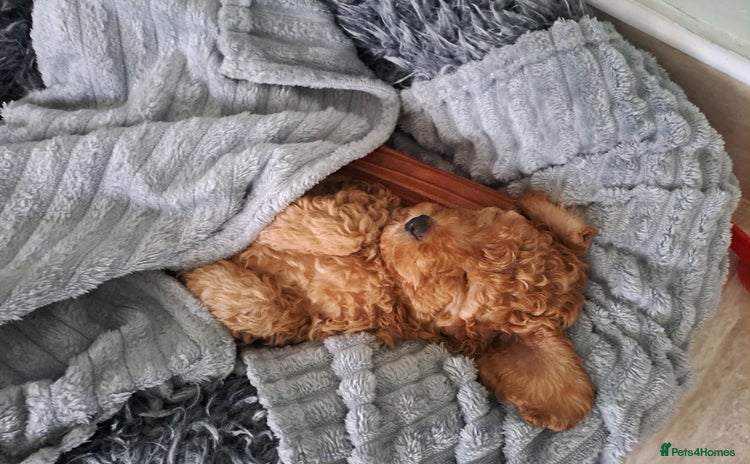 Cockapoo dogs - Advert 7