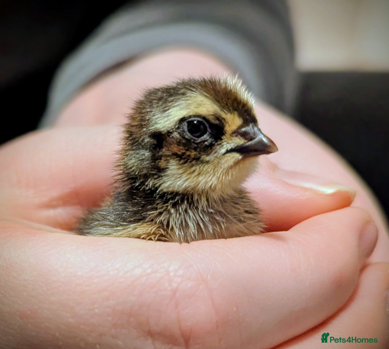 Quail poultry Range of quail available and fertile eggs  - Advert 1